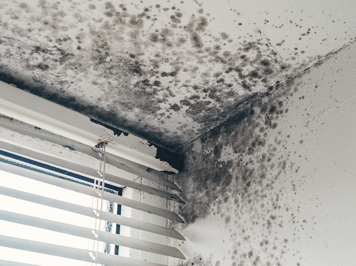 Hazardous mold on damp walls near damaged window blinds